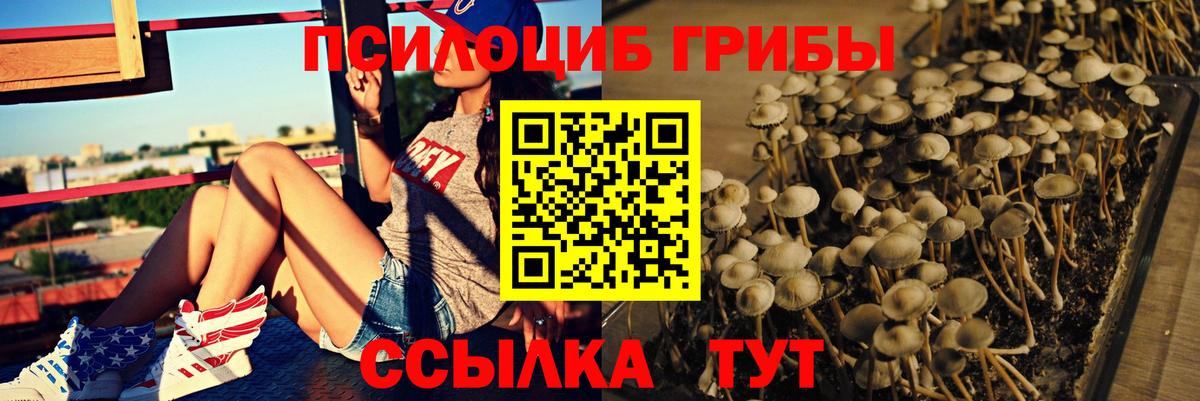 Галлюциногенные грибы Psilocybine cubensis  Кохма 